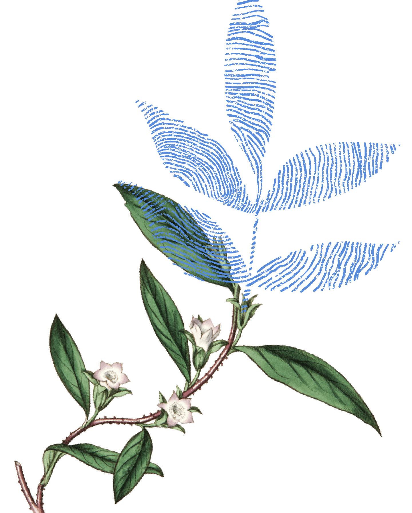 Greenhouse botanical